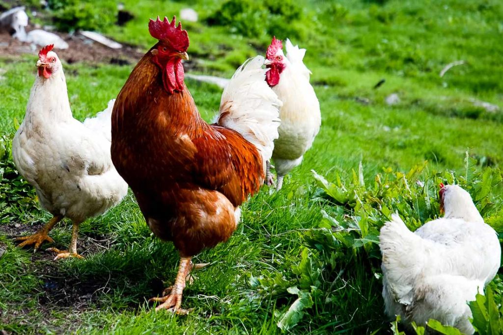 Poulets bio biocoop